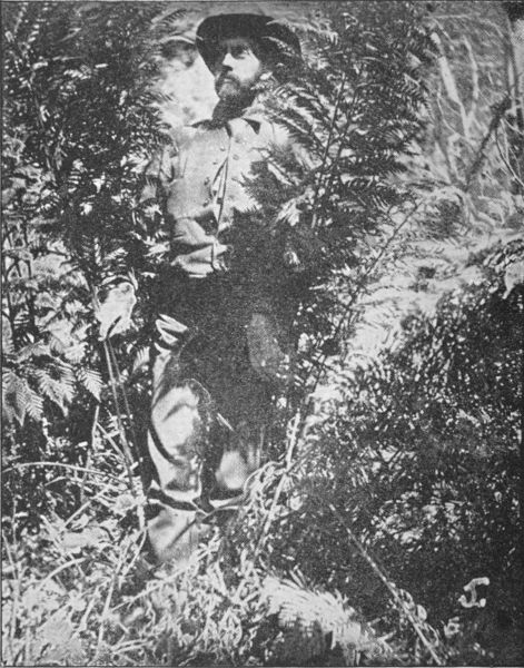 AMONG THE GIANT FERNS. Glen Canyon, near Echo Mountain,
Mount Lowe Railway.
