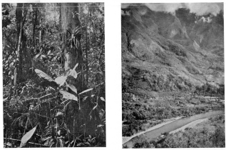 Fig. 98&mdash;Dense ground cover, typical trees, epiphytes,
and parasites of the tropical rain forest at 2,500-3,000 feet between
Pongo de Mainique and Rosalina.
