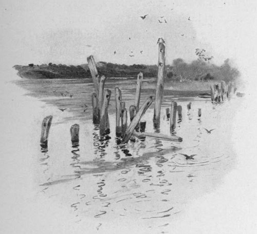 It is no longer a sorry forest of battered, sunken
stumps