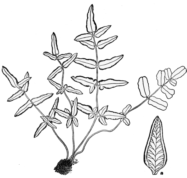 PLATE X
PURPLE CLIFF BRAKE a Portion of fertile frond