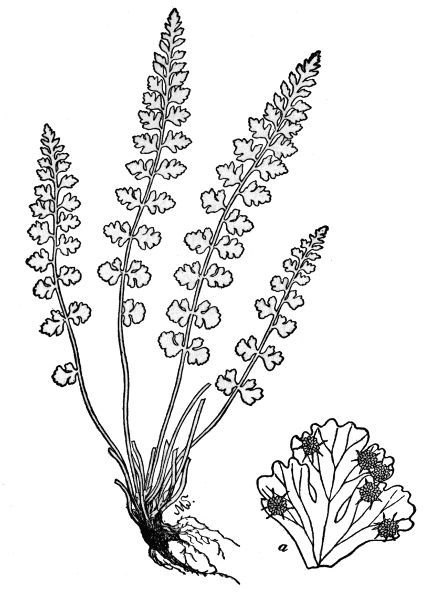 PLATE XLII
SMOOTH WOODSIA