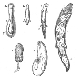 Metamorphosis of the Distome�