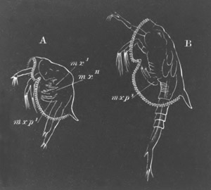 Larv� of Euphausia