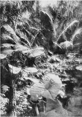 TROPICAL VEGETATION ON THE AFFLUENTS OF THE PERUVIAN
AMAZON.

[To face p. 76.