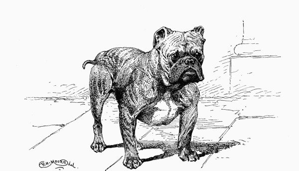 BULLDOG CH. "BLACKBERRY" S. WOODIWISS OWNER.
(LARGE)