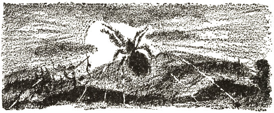 what do they live upon,
  during their seven months’ upbringing on the mother’s back?