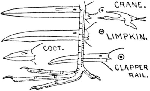ORDER 8. MARSH BIRDS. Paludicol&aelig;.