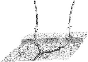 Provinage � l&rsquo;�cart