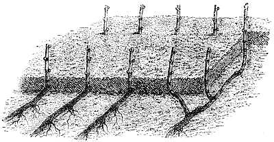 Provinage � l&rsquo;Avance