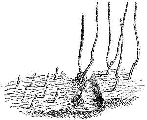 &lsquo;B�chage&rsquo;