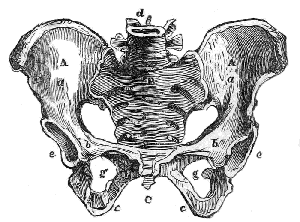 Bones of
the Pelvis