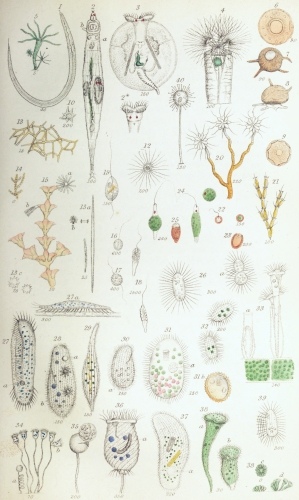 Plate XI.

W Bagg sculp

London: John Van Voorst.