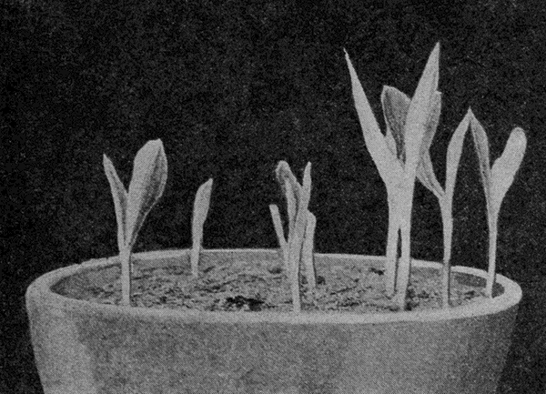 THE CORN
AT THE END OF TWO WEEKS