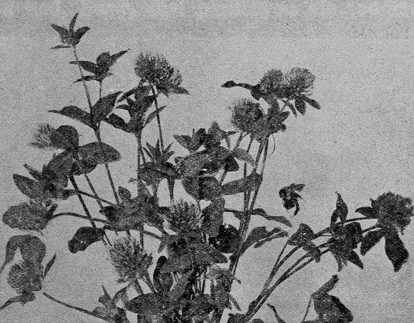 A MEMBER
OF THE PULSE FAMILY