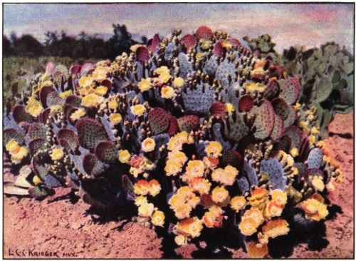 The prickly pear (Opuntia chlorotica santarita) of the
desert in the American Southwest.

(This painting was kindly loaned by Dr. David Griffiths of the United
States Department of Agriculture and reprinted here through the courtesy
of the Journal of the International Garden Club, where it first
appeared.)

Courtesy Journal of the International Garden Club