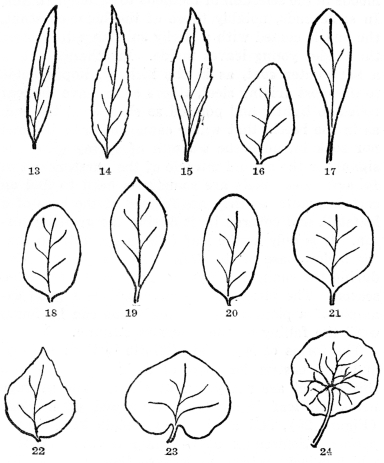 FIG. 13-24.&mdash;FORMS AND TIPS OF LEAVES

Fig. 13. A linear leaf with an acute tip. Fig. 14. Lanceolate leaf with
an acuminate tip. Fig. 15. Oblanceolate leaf broadest above the middle.
Fig. 16. Ovate, broadest below the middle. Fig. 17. Spatulate, broadest
above the middle and with an elongated base. Fig. 18. Elliptical. Fig.
19. Obovate in which the general shape is ovate, but broadest toward the
tip. Fig. 20. Oblong. Fig. 21. Orbicular or nearly round. Fig. 22.
Deltoid or somewhat triangular, an ovate leaf with a broad base. Fig.
23. Kidney-shaped or reniform with heart-shaped base. Fig. 24. Peltate
leaf of common garden nasturtium; note circular blade with leafstalk
attached to the center.