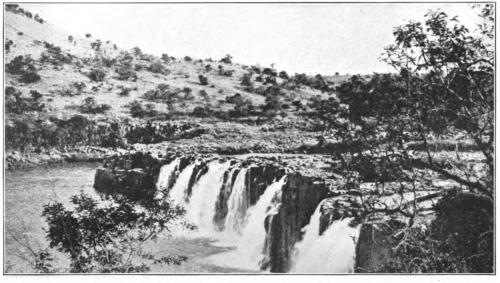 Grassland and Tree Vegetation All over the world there is
a contest between grassland and tree vegetation for dominance wherever
both occur. In this thorn veld in Natal the struggle is particularly
keen. (After Bews. Courtesy of Brooklyn Botanic Garden.)