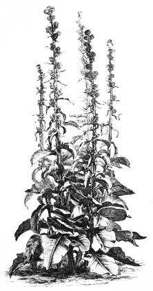 Image not available: CENTAUREA BABYLONICA.

Coarse herbaceous Section; for isolation by wood-walks, etc.