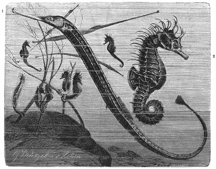 1) Groote Zeenaald (Syngnathus acus).&mdash;2) Zeepaardje (Hippocampus antiquorum). &frac12; v. d. ware grootte.