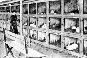 Kaninchen-Zuchtk�sten