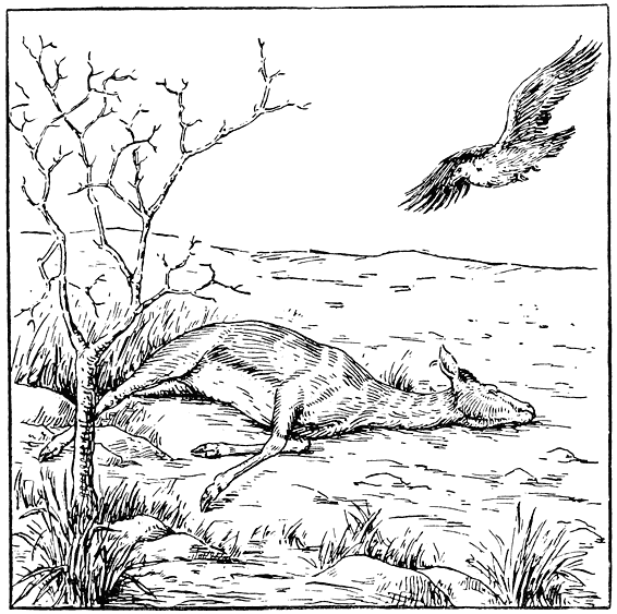 „... Die veld is mooi oop daar waar ’n dooie springbok l�....”