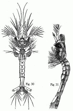 Fig. 30. Older Zoëa
of the same Prawn, magnified. Fig. 31. Mysis-form of the same Prawn, magnified.