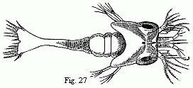 Fig. 27. Zo&euml;a of a Pal&aelig;mon residing upon Rhizostoma cruciatum, Less., magnified.