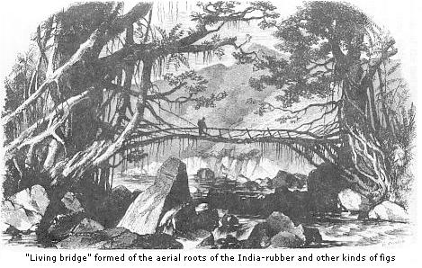 Living bridge
formed of the aerial roots of the india-rubber and other kinds of figs.