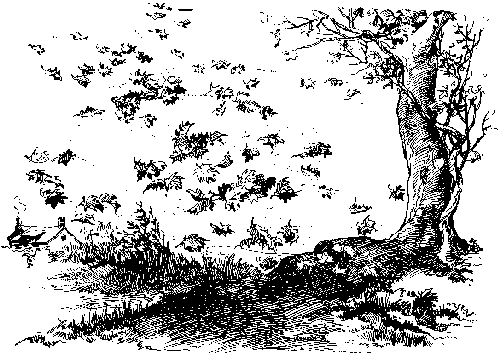 DIE BL�TTER TANZEN.