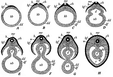 Fig.105. Severance of the discoid
mammal embryo from the yelk-sac, in transverse section (diagrammatic).