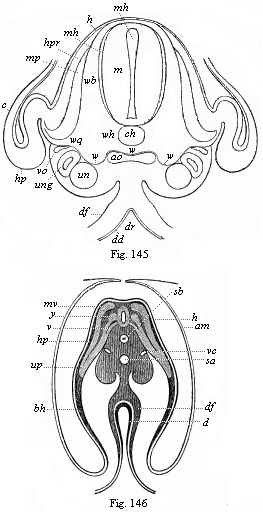 Figs. 145 and 146. Transverse sections of embryos
(of chicks).