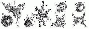 Fig.19 Blood-cells
that eat, or phagocytes, from a naked sea-snail.