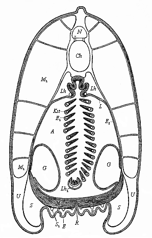 Fig.216. Transverse section of the lancelet, in
the fore half.