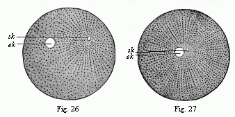 Figs.
26 and 27 Impregnation of the ovum of the sea-urchin.