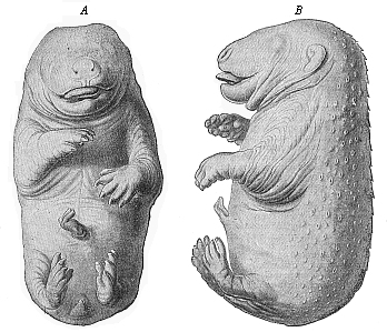 Fig.289. Embryo of a
bear (Ursus arctos).