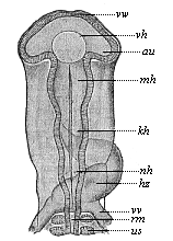 Fig.297. Head of a
chick embryo (hatched fifty-eight hours), from the back.