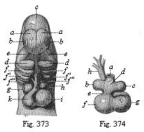 Fig.373. Heart and head of a dog-embryo, from the
front. Fig. 374. Heart of the same dog-embryo, from behind.