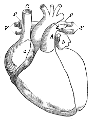 Fig.378. Heart of the
adult man, fully developed, front view, natural position.