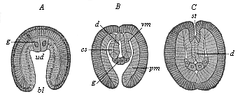 Fig.383. Embryos of
Sagitta, in three earlier stages of development.