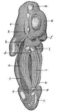 Fig. 389. Human embryo of the fifth week,
two-fifths of an inch long, seen from the ventral side.