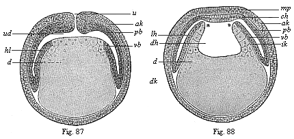 Figs. 87 and 88. Diagrammatic vertical section of
coelomula-embryos of vertebrates.