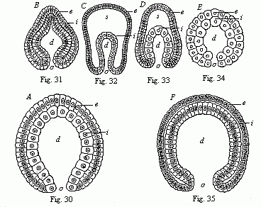 Fig. 30--Gastrula of a very simple primitive-gut animal or gastr&aelig;ad. Fig. 31--Gastrula of a worm. Fig. 32--Gastrula of an echinoderm. Fig. 33--Gastrula of an arthropod. Fig. 34--Gastrula of a mollusc. Fig. 35--Gastrula of a vertebrate.