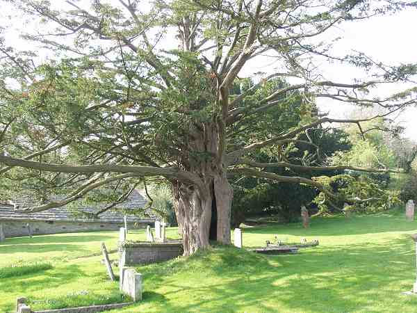 Ancient Yew.