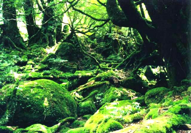 ���v���ʐ^